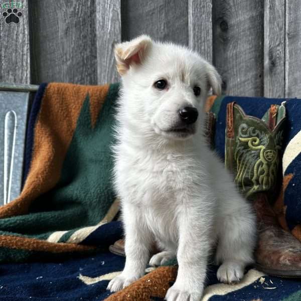 Chief, German Shepherd Puppy