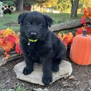 Onyx, German Shepherd Puppy