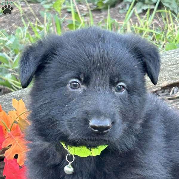 Onyx, German Shepherd Puppy