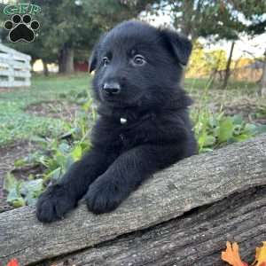 Onyx, German Shepherd Puppy