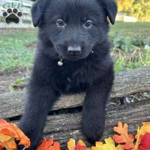 Onyx, German Shepherd Puppy