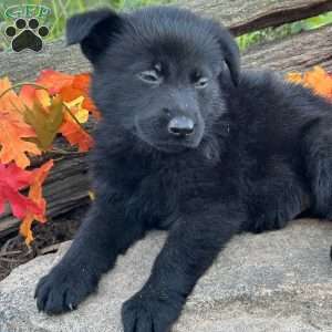 Night Ryder, German Shepherd Puppy