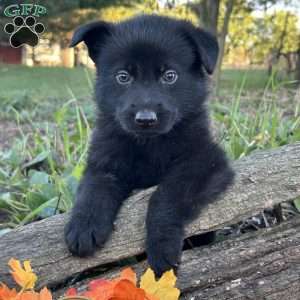 Night Ryder, German Shepherd Puppy