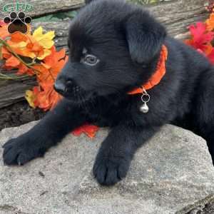 Night Ryder, German Shepherd Puppy