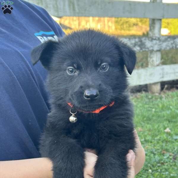 Night Ryder, German Shepherd Puppy