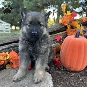Daybreak, German Shepherd Puppy