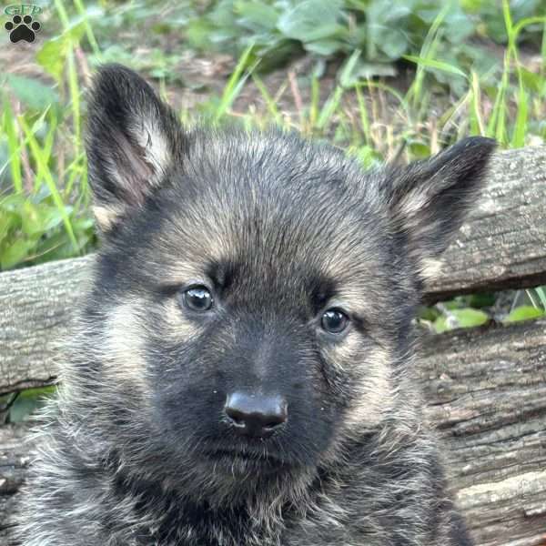 Daybreak, German Shepherd Puppy