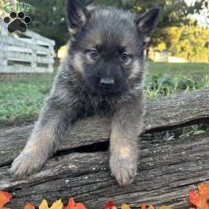 Daybreak, German Shepherd Puppy