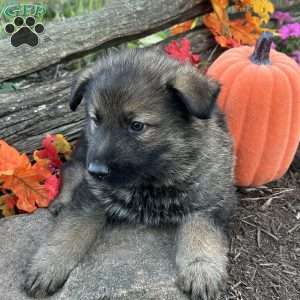 Sarge, German Shepherd Puppy