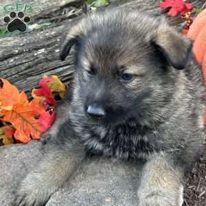 Sarge, German Shepherd Puppy