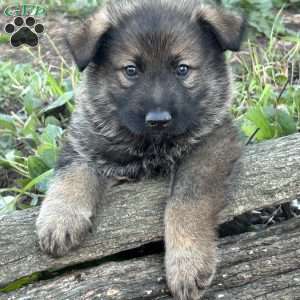 Sarge, German Shepherd Puppy