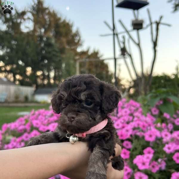 Cocoa, Shih-Poo Puppy