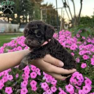 Cocoa, Shih-Poo Puppy
