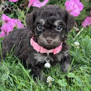 Cocoa, Shih-Poo Puppy