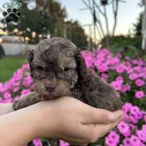 Marvel, Shih-Poo Puppy