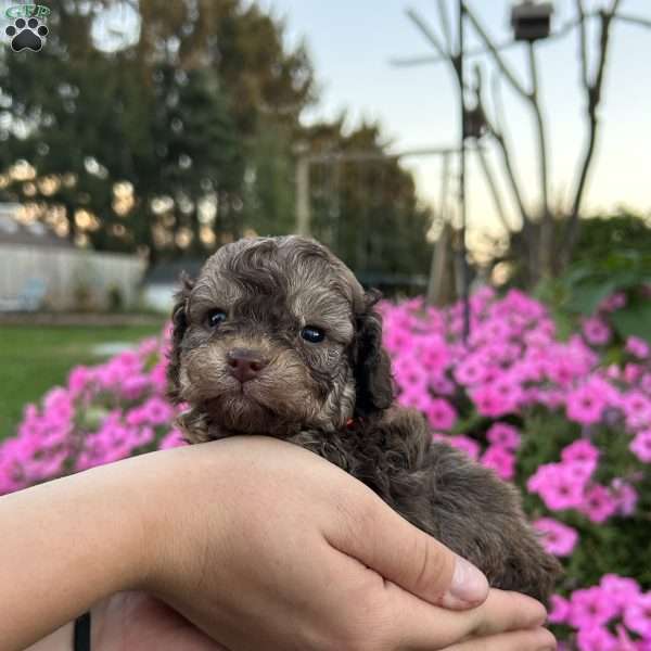 Marvel, Shih-Poo Puppy