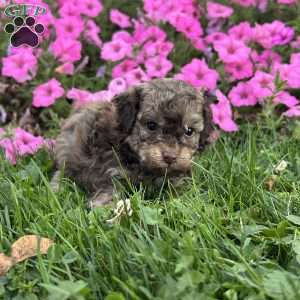 Marvel, Shih-Poo Puppy