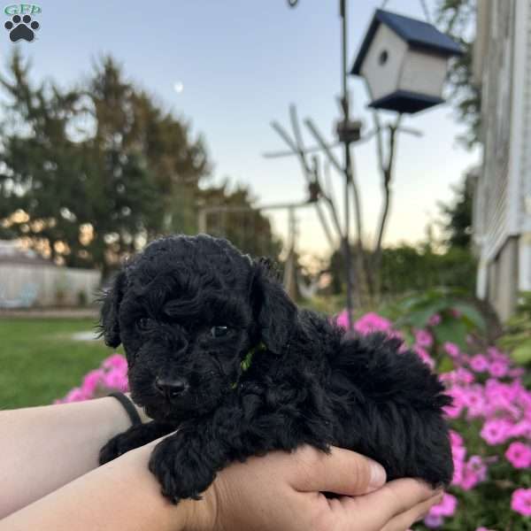Jasmine- teacup, Shih-Poo Puppy