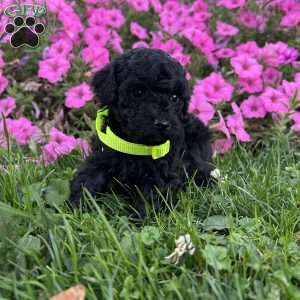 Jasmine- teacup, Shih-Poo Puppy