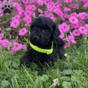 Jasmine- teacup, Shih-Poo Puppy
