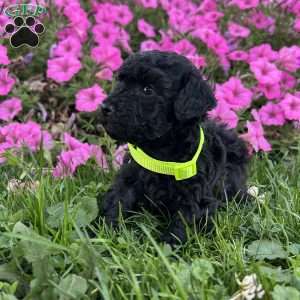 Jasmine- teacup, Shih-Poo Puppy