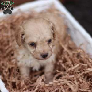 Lando, Toy Poodle Puppy