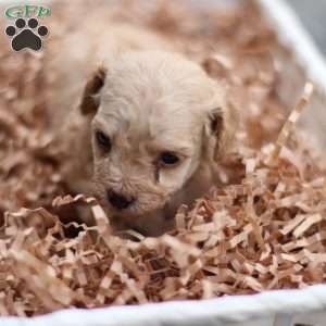 Lando, Toy Poodle Puppy