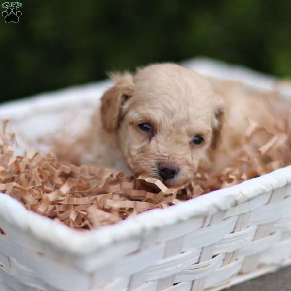 Lando, Toy Poodle Puppy