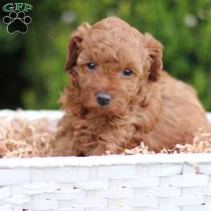 Laker, Toy Poodle Puppy