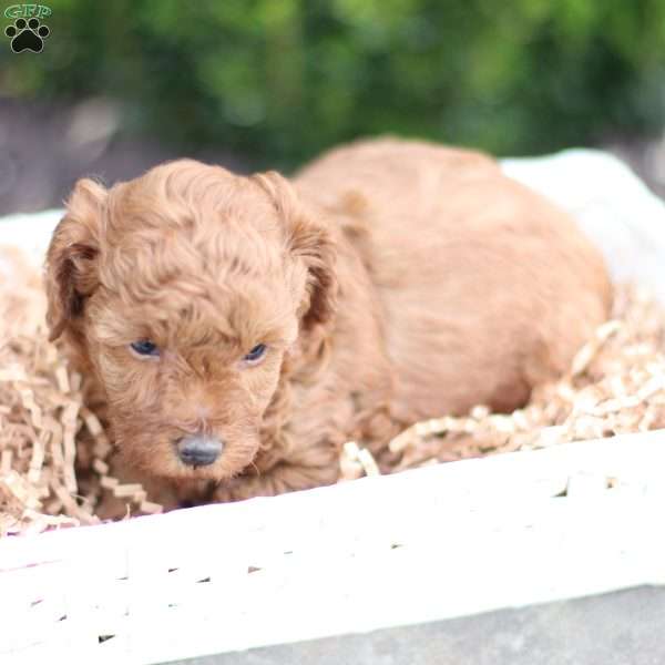 Laker, Toy Poodle Puppy