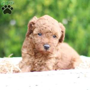 Laker, Toy Poodle Puppy