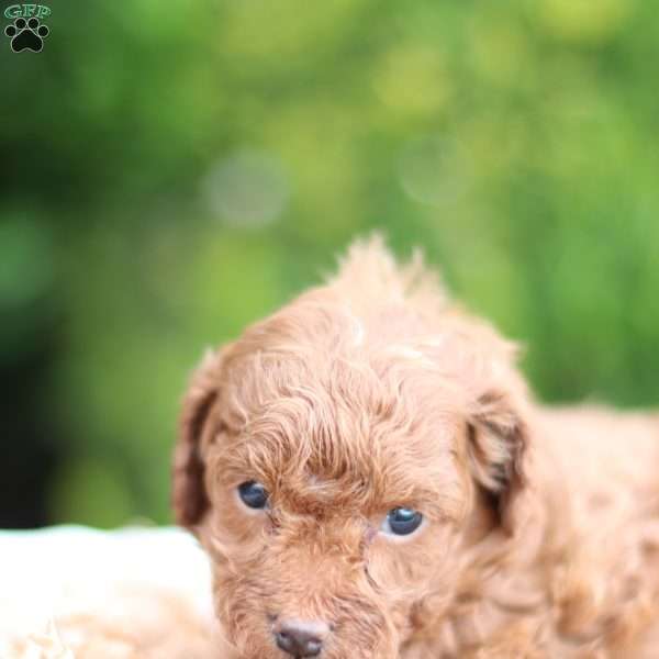 Lalos, Toy Poodle Puppy