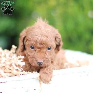 Lalos, Toy Poodle Puppy
