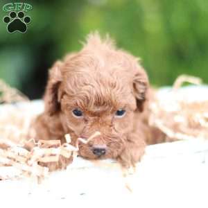 Lalos, Toy Poodle Puppy