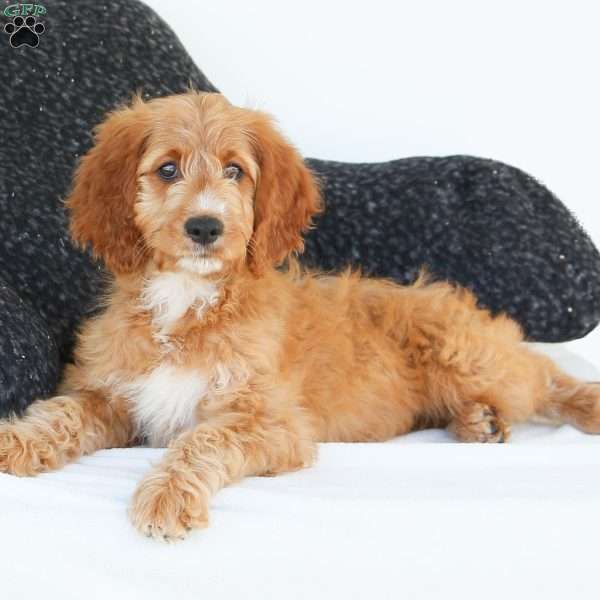Pepper, Irish Doodle Puppy