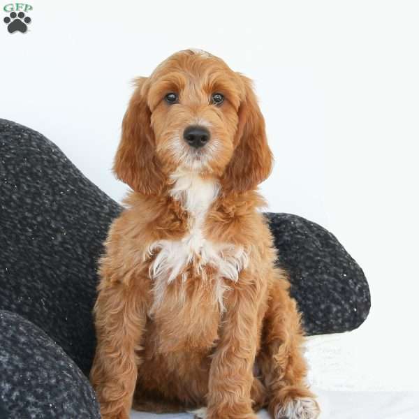 Julien, Irish Doodle Puppy