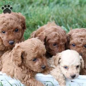Lando, Toy Poodle Puppy