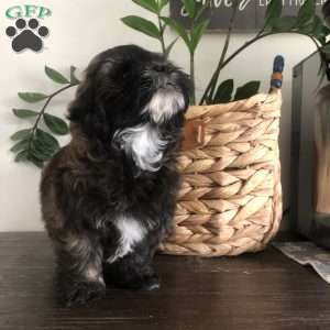 Tolby, Lhasa-Chon Puppy