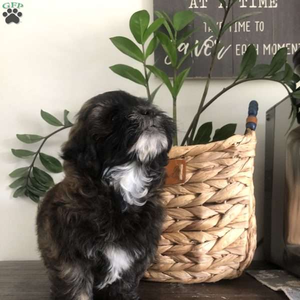 Tolby, Bichon Mix Puppy