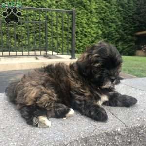 Tolby, Bichon Mix Puppy