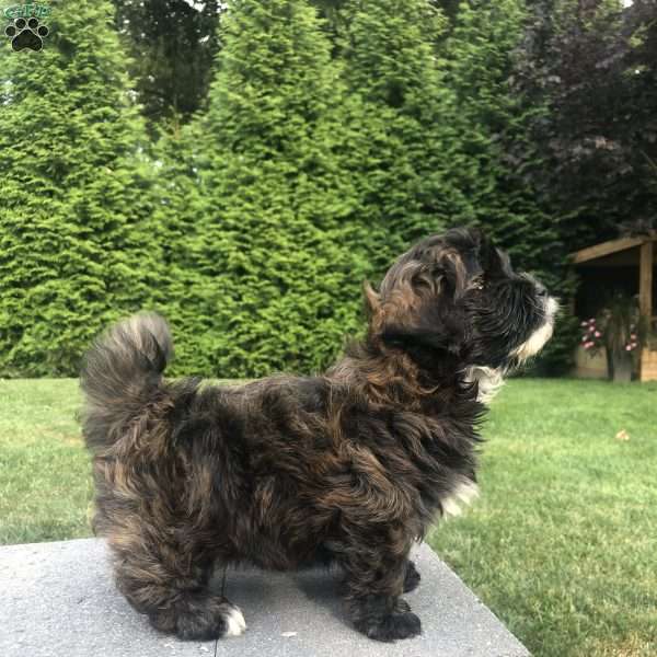 Tolby, Lhasa Apso Mix Puppy