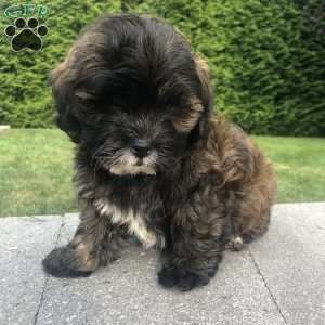 Tolby, Bichon Mix Puppy