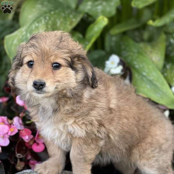 Mimi, Mini Aussiedoodle Puppy