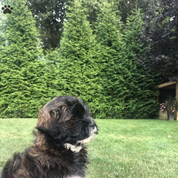 Tolby, Lhasa-Chon Puppy