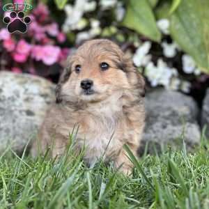 Mimi, Mini Aussiedoodle Puppy