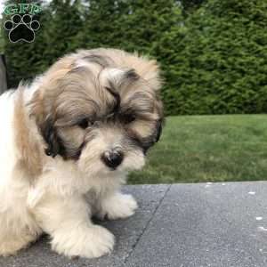 Tyler, Bichon Mix Puppy