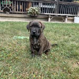 Dawson, Boxador Puppy