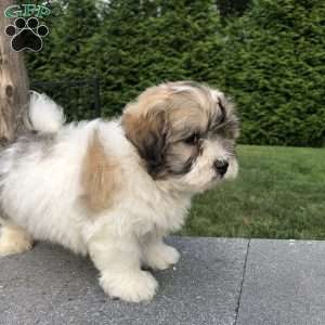 Tyler, Bichon Mix Puppy