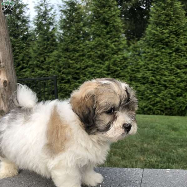 Tyler, Lhasa Apso Mix Puppy