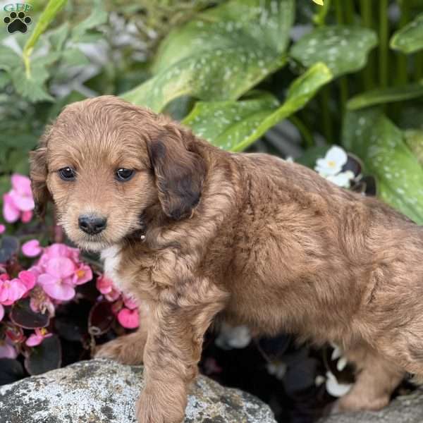Marielle, Mini Aussiedoodle Puppy